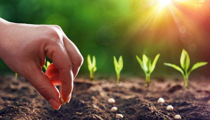 Parable of the Sower&nbsp;Devo